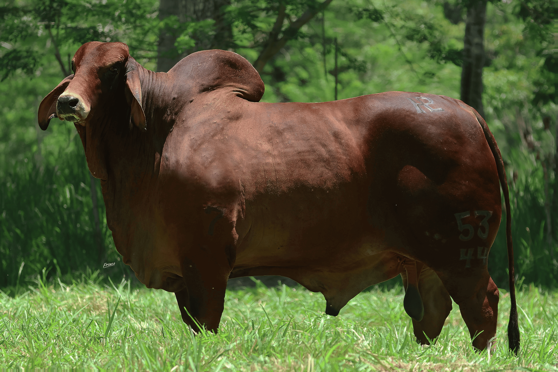 PONDEROSA DUQUE T.E.